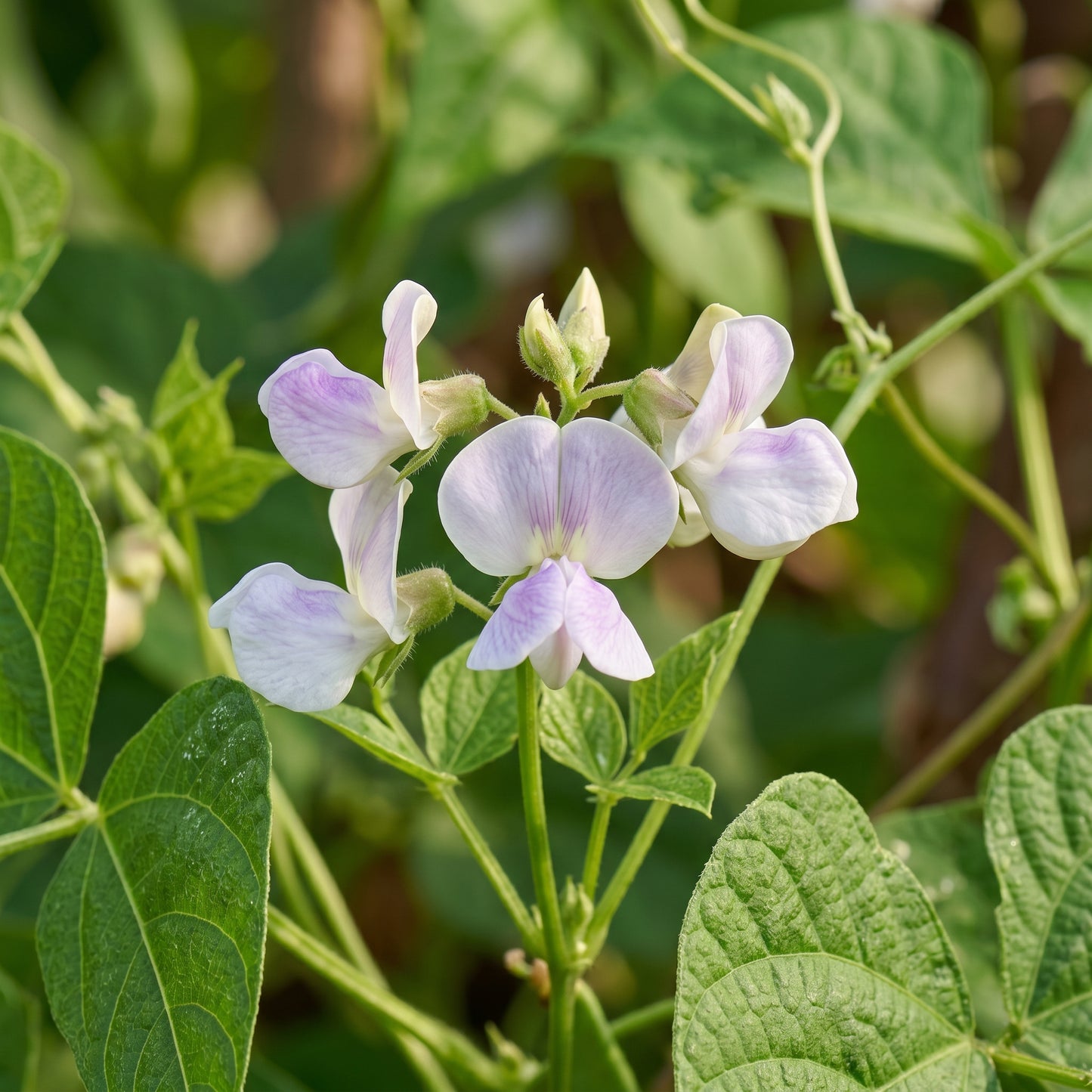 Calypso Bean Seeds for Planting