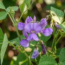 Royalty Purple Pod Bean Seeds for Home Garden