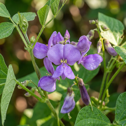 Royalty Purple Pod Bean Seeds for Home Garden