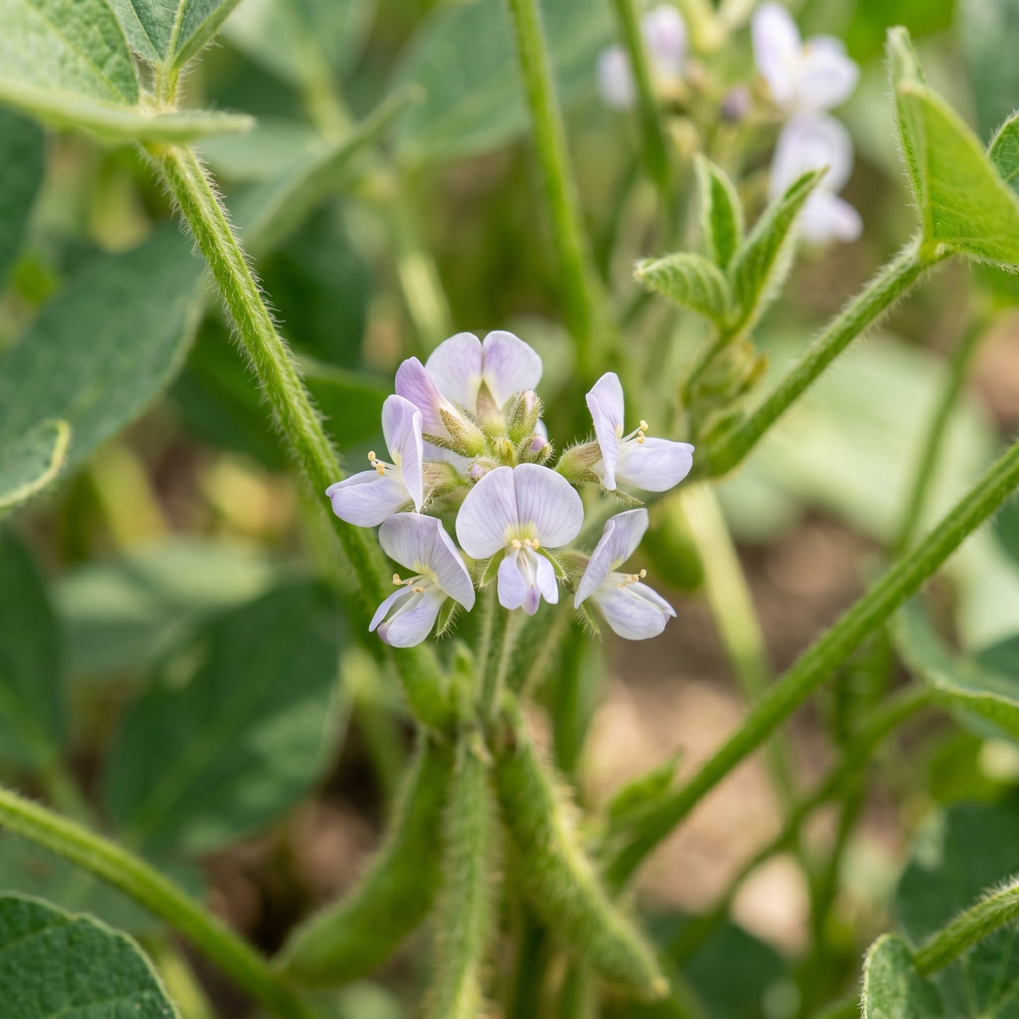 Fiskeby Soybean Vegetable Seeds for Planting
