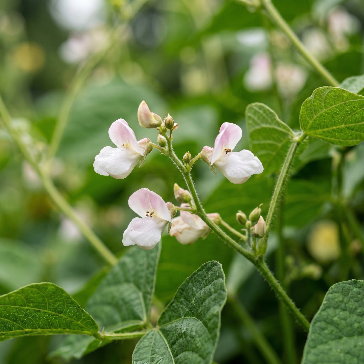 Arikara Yellow Bean Seeds for Planting