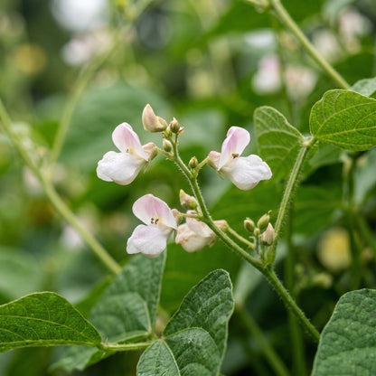 Arikara Yellow Bean Seeds for Planting