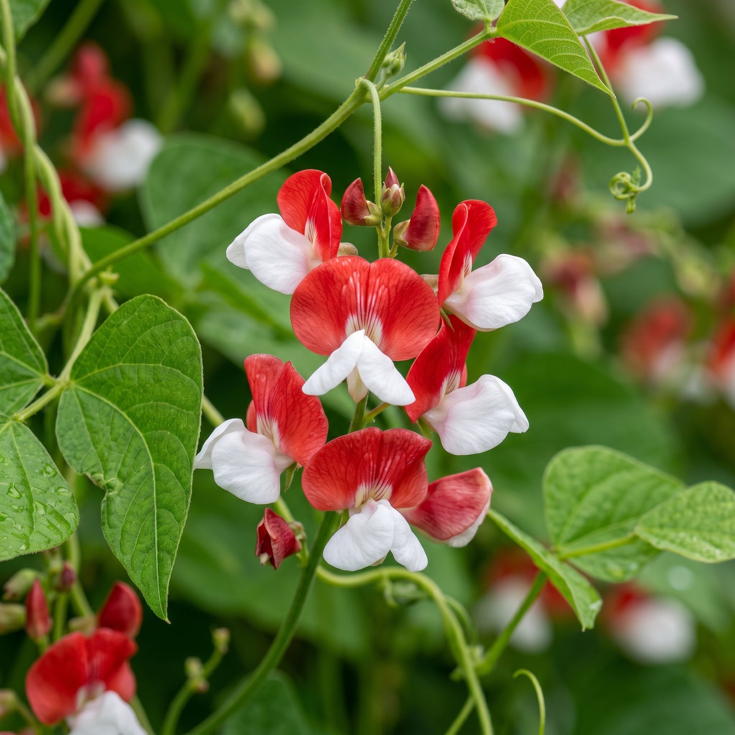 Painted Lady Improved Runner Bean Seeds