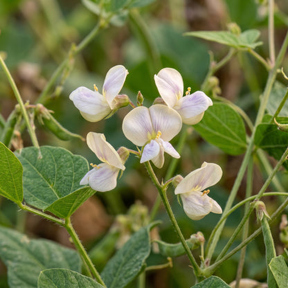 Michel's Cowpea Haven Seeds for Planting