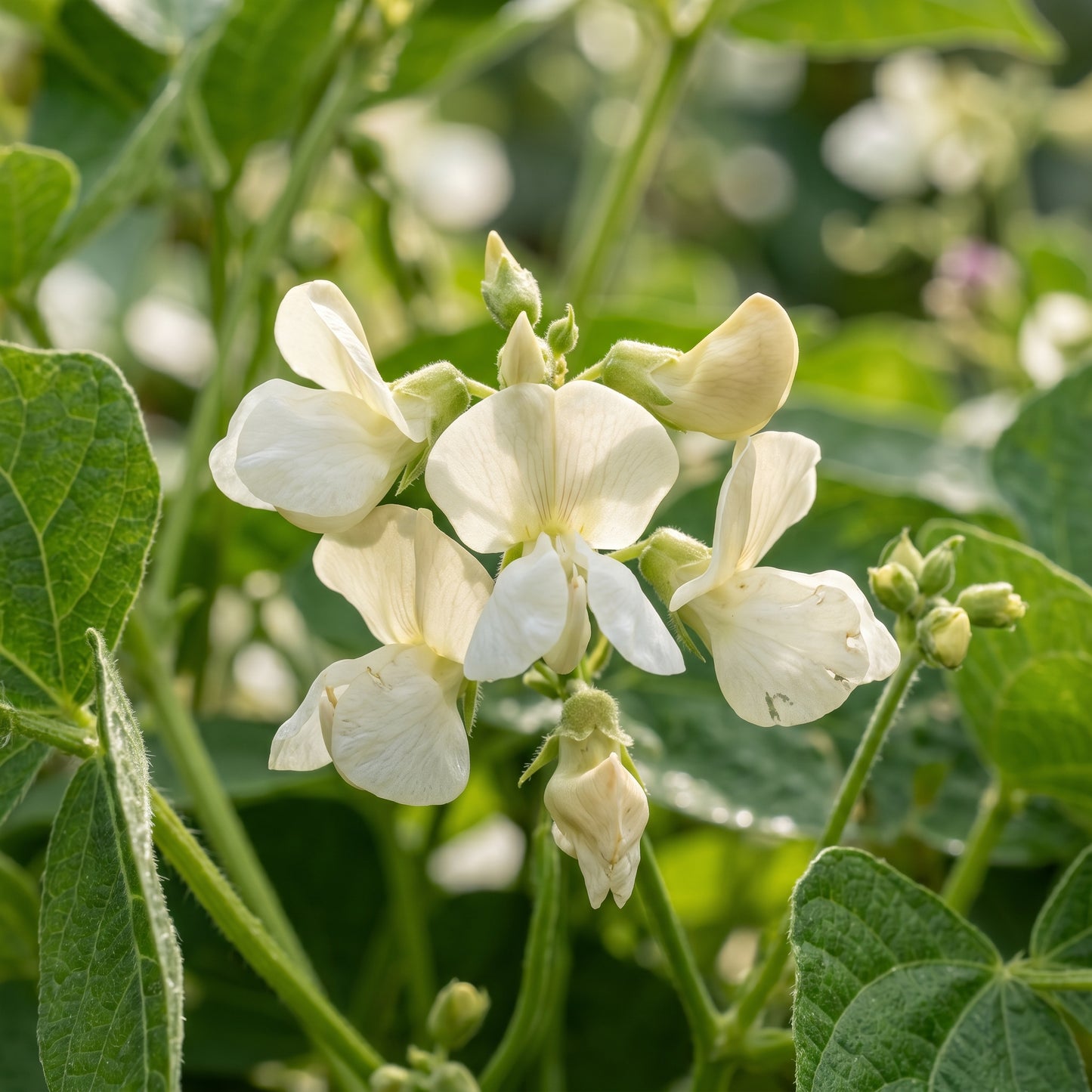 Graines de Haricots Verts Sunshine Seeds for Planting