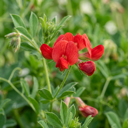 Asparagus Pea Seeds for Planting