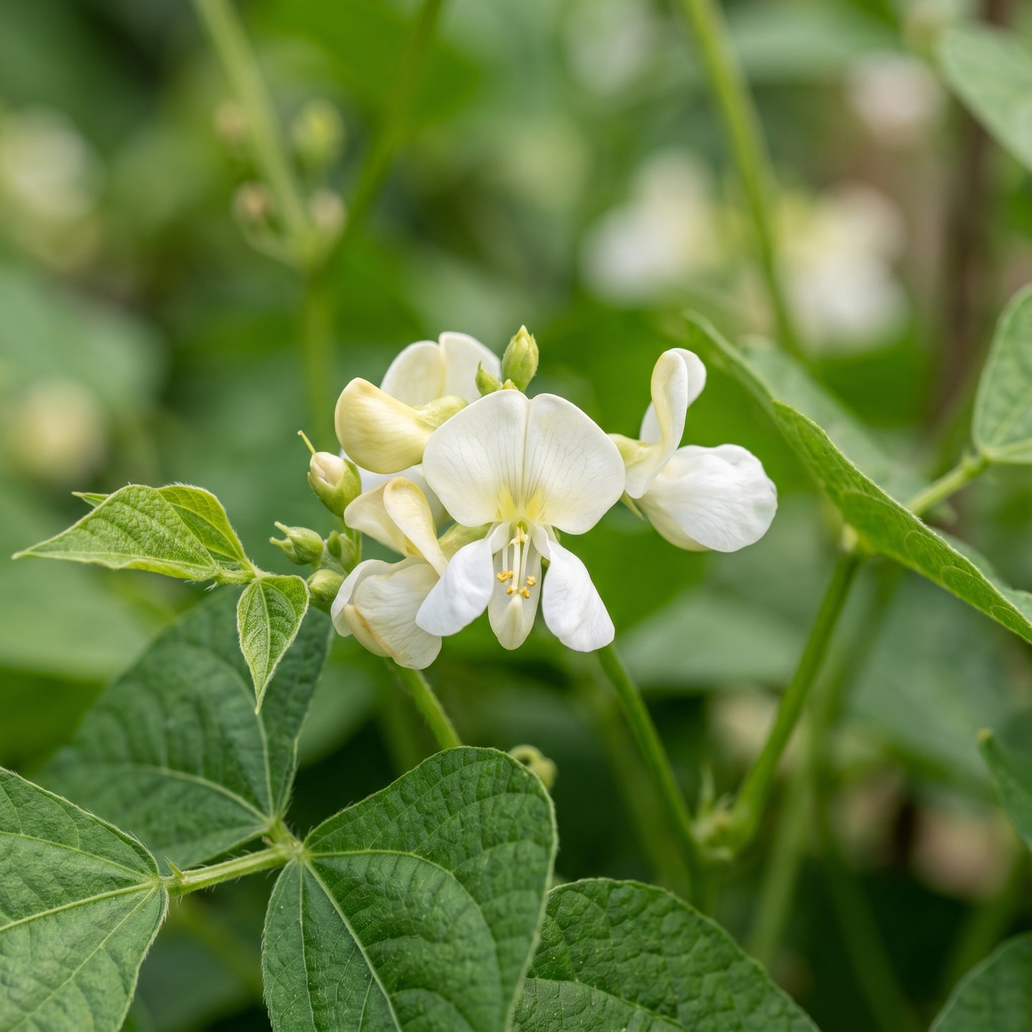Coles Dwarf Seeds for Planting