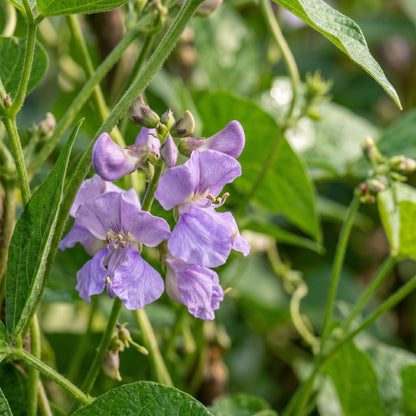 Purple King Seeds for Planting