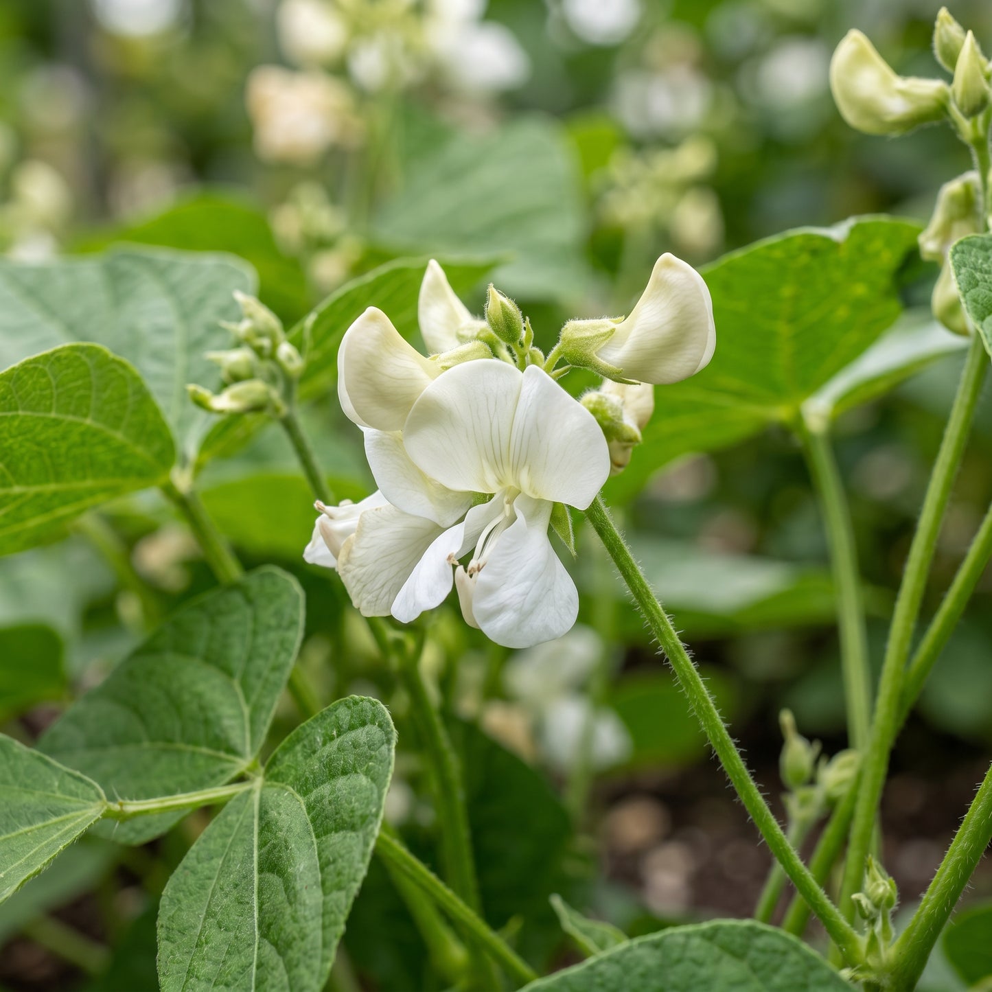 Dwarf French Bean Dior Vegetable Seeds