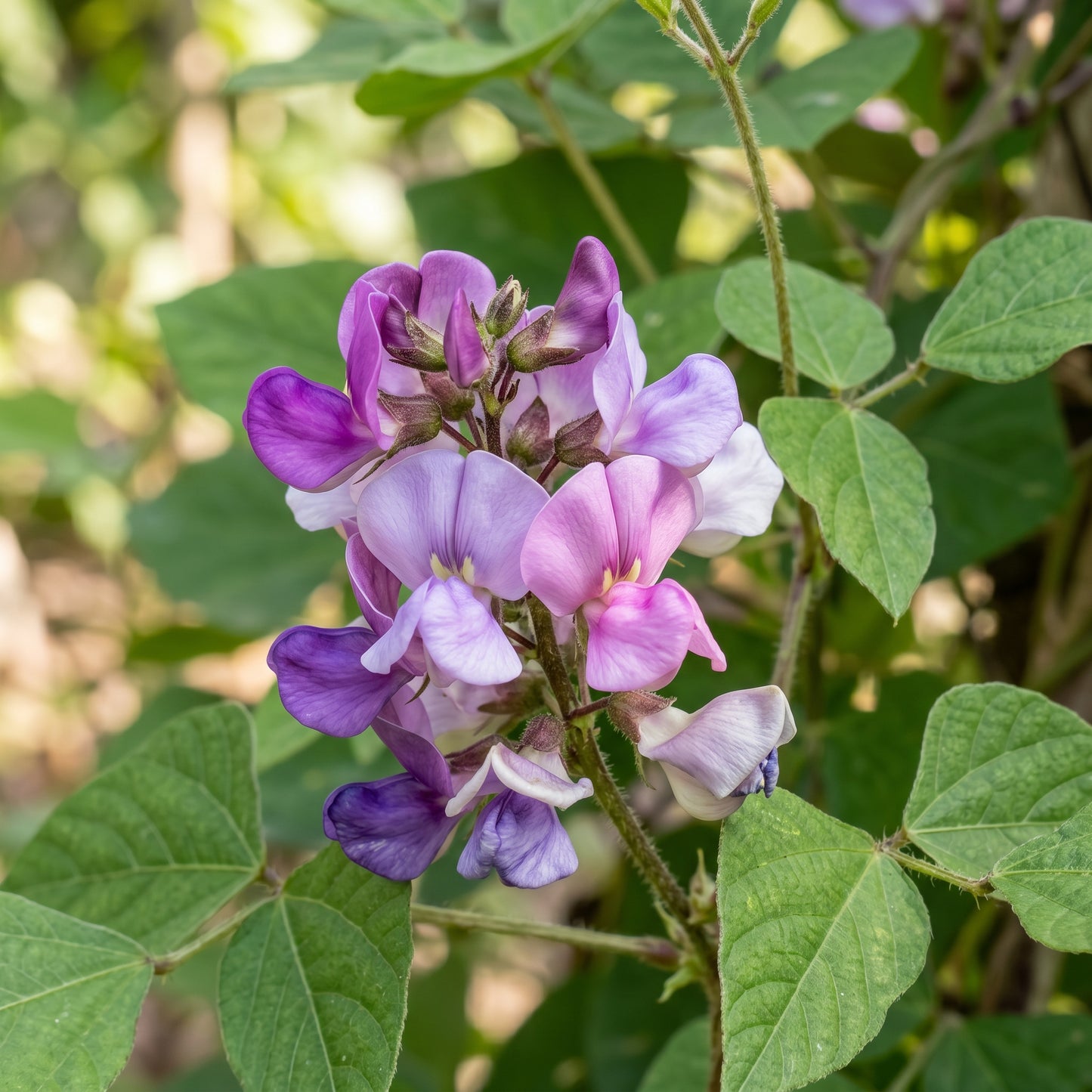 Madagascar Bean Seeds for Planting
