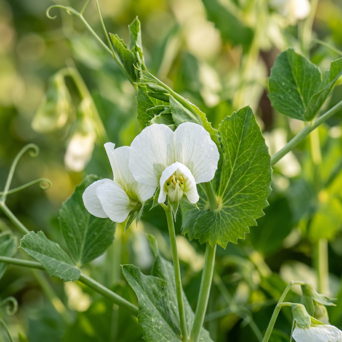 Mange Tout Sweet Horizon Seeds for Planting