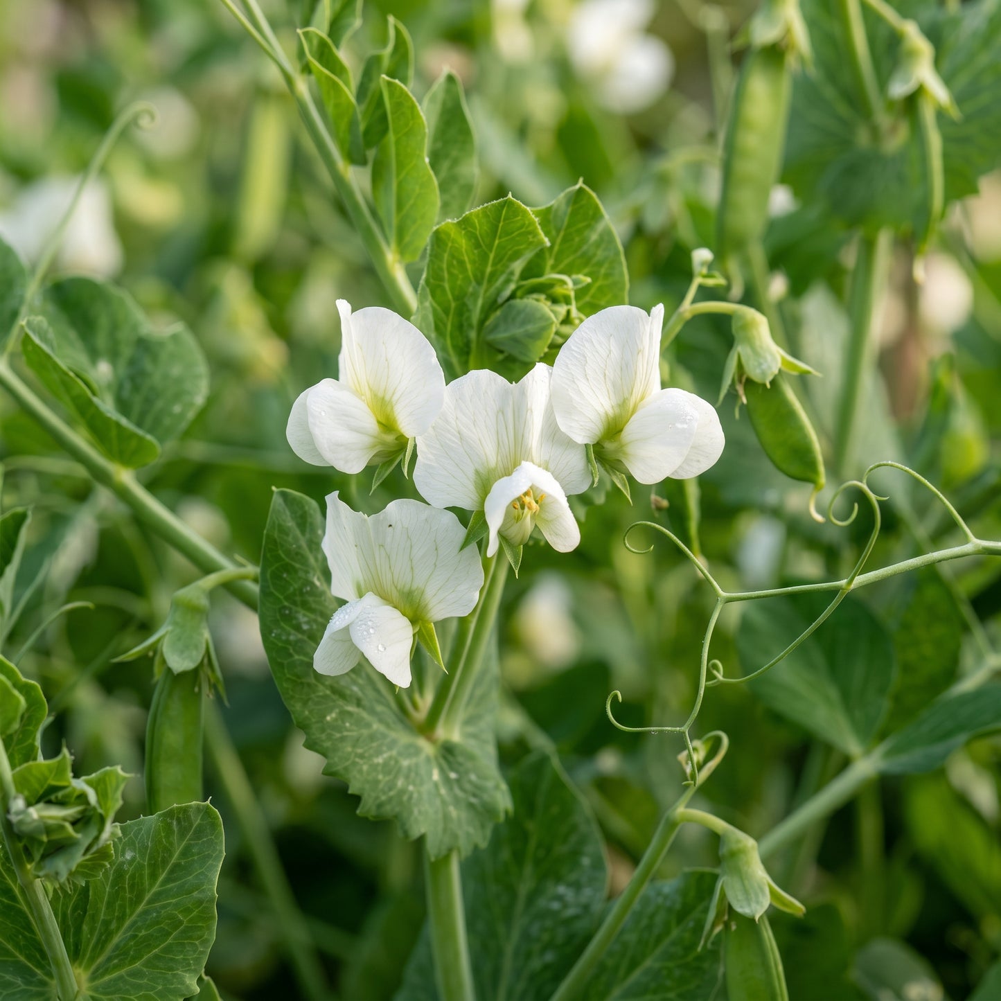 Pea Sugar Snap Lusaka Seeds for Planting