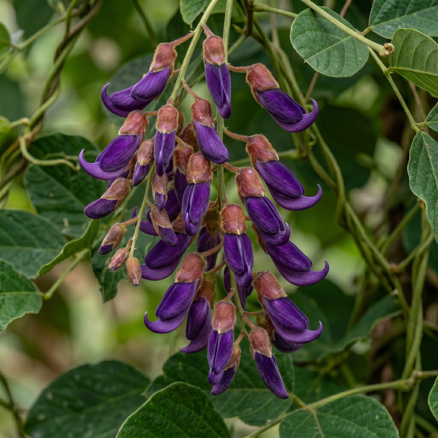 Velvet Bean Seeds (Mucuna pruriens) for Planting