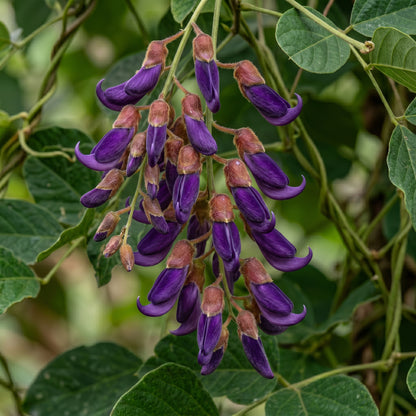 Velvet Bean Seeds (Mucuna pruriens) for Planting