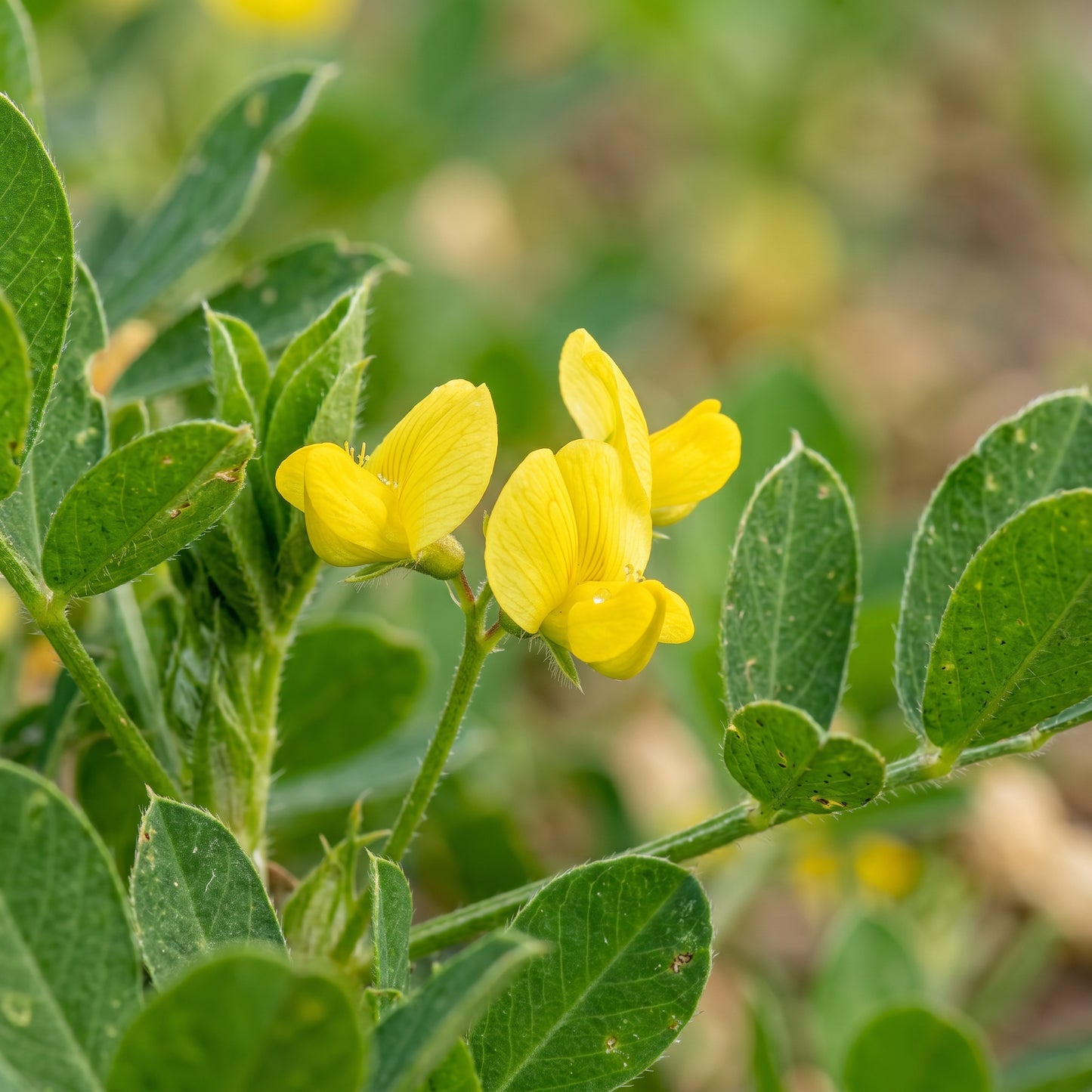 Virginia Jumbo Peanut Seeds for Planting