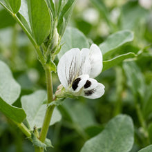 Broad Bean Aquadulce Claudia Seeds for Home Garden