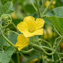 Long Melon TAR Seeds – Melon Seeds for Home Garden