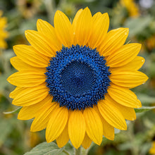 Yellow Blue Sunflower Flower Seeds for Planting - Decorative Sunflowers