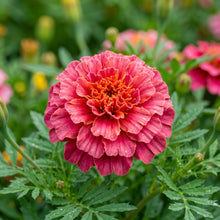 Pink Color French Marigold Seeds for Planting - Bright Garden Flowers