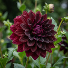 Mixed Burgundy and Black Dahlia Flower Seeds - Garden Flower Variety