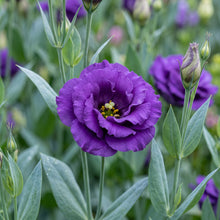 Purple Lisianthus Flower Seeds - Garden Flowering Plant
