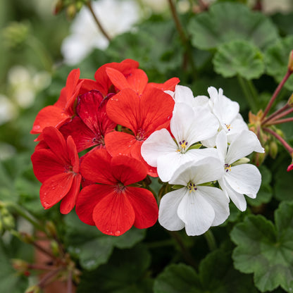 Red and White Geranium Flower Seeds - Garden Flower Variety