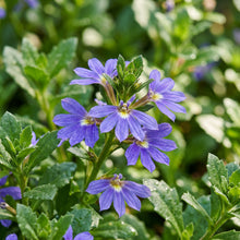 Scaevola Flower Seeds - Fan Flower Seeds for Garden