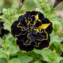 Black and Yellow Double Petunia Flower Seeds - Garden Flower Variety