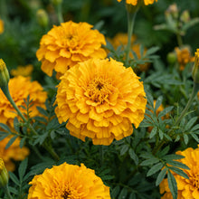 Mexican Golden Yellow Marigold Flower Seeds - Yellow Marigold Seeds for Garden