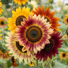 Mixed Sunflower Seeds - Colorful Sunflower Seeds for Garden