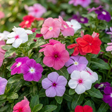 Vinca Pacifica XP Mix Flower Seeds For Planting