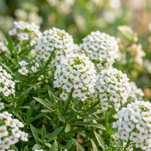 Little Snow White Flower Seeds For Planting