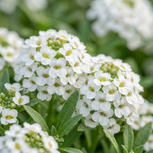 Little Snow White Flower Seeds For Planting
