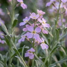 Night Scented Stock Flower Seeds For Planting