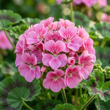 Pink Geranium Flower Seeds For Planting