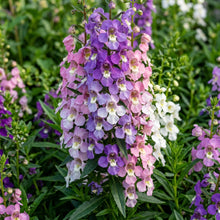 Angelonia Serena Mix Flower Seeds For Planting