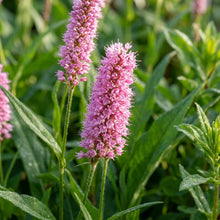 Polygon Flower Seeds For Planting