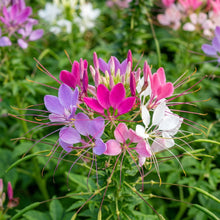 Cleome Spinosa Mixed Color Flower Seeds For Planting
