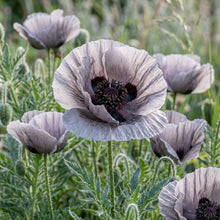 Papaver Rhoeas Amazing Grey Poppy Seeds - Poppy Flower Seeds for Garden