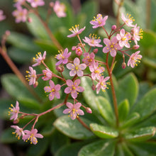 Jewels of Opar Flower Seeds - Ornamental Flower Seeds