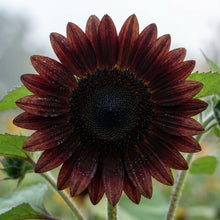 Deep Black Sunflower Seeds for Planting - Ornamental Sunflower