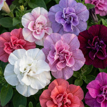 Double Petunia Flower Seeds - Double Bloom Petunia Seeds for Planting