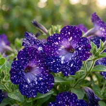 Night Sky Petunia Flower Seeds for Planting - Decorative Petunia Seeds