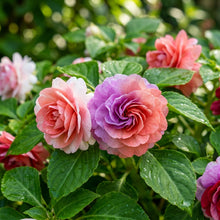 Double Camellia Impatiens Seeds for Planting - Shade Garden Flowers