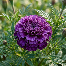 Purple Marigold Seeds for Planting - Purple Marigold Flower Seeds