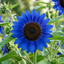 Blue Sunflower Seeds for Planting - Ornamental Sunflower Flowers