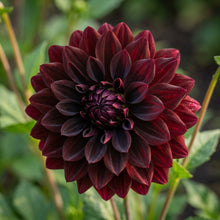Dahlia Black Seeds for Planting - Black Dahlia Flower Seeds