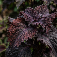 Coleus Black Dragon Seeds for Planting - Ornamental Foliage Plant