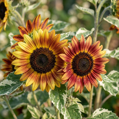 Multicolor Dwarf Variegated Sunflower Seeds For Planting