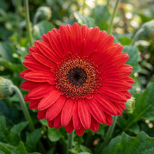 Red Gerbera Flower Seeds For Planting